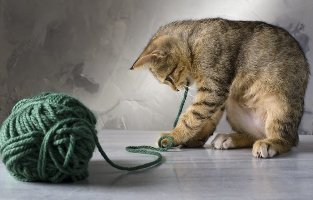 Un chaton joue avec une pelote de laine fil